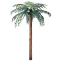 12 Foot Coconut Palm Tree