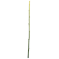 48 Inch Green Bamboo Stick