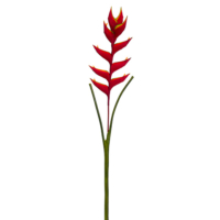 47 Inch Heliconia Hanging Spray