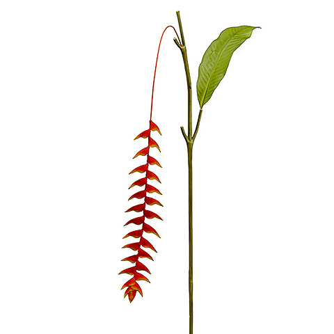 50 Inch Heliconia Hanging Spray