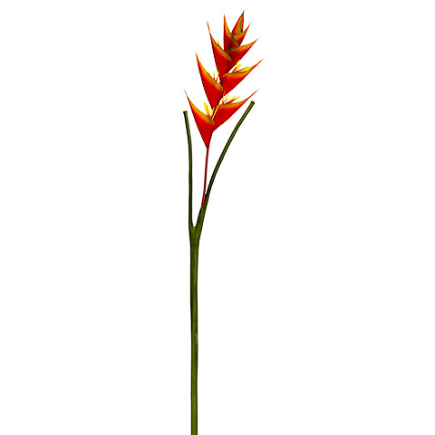 53 Inch Heliconia Spray