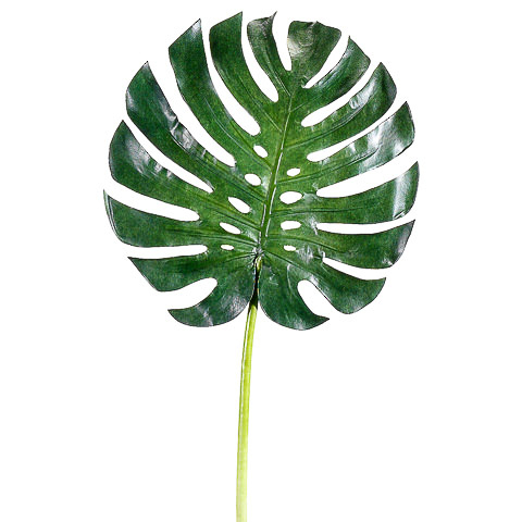 34 Inch Monstera Leaf