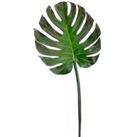 41 Inch Monstera Leaf