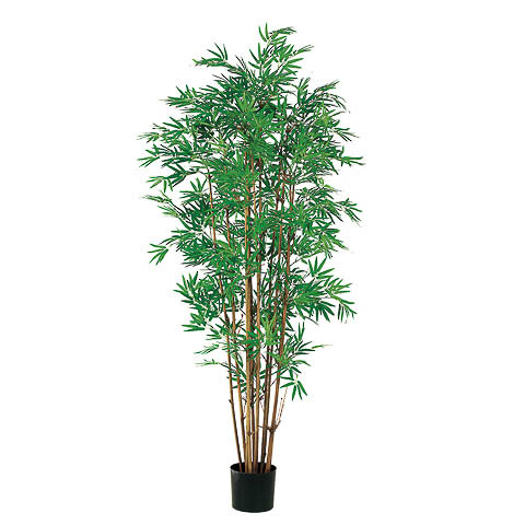 5 Foot Japanese Bamboo Tree x12 with 2400 Leaves in Pot