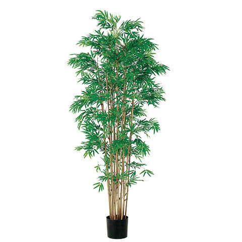 6 Foot Japanese Bamboo Tree x15 with 3360 Leaves in Pot