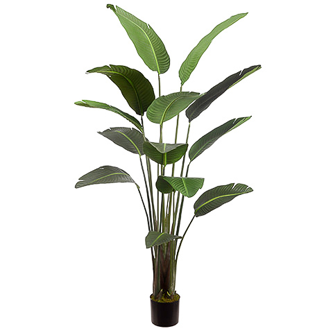 75 Inch Bird of Paradise Plant With 12 Leaves in Pot