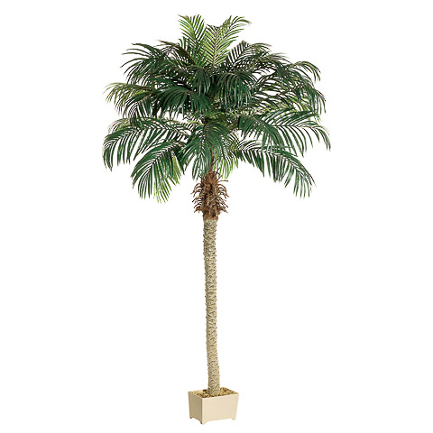 8' Phoenix Palm Tree in Rectangular Plastic Pot