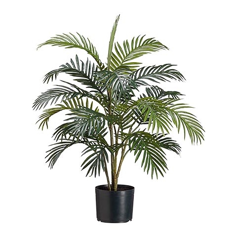 3 Foot Areca Palm Tree x4 in Plastic Pot
