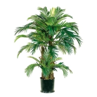 4' Phoenix Palm Tree in Round Pot