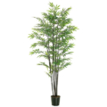 6 Foot Black Bamboo Tree x7 with 1440 Leaves in Plastic Pot