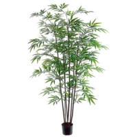 5 Foot Black Bamboo Tree x7 with 1200 Leaves in Pot