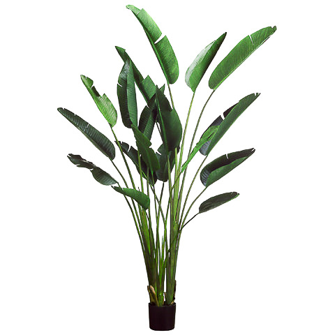 93 Inch Bird of Paradise Plant with 18 Leaves in Plastic Pot