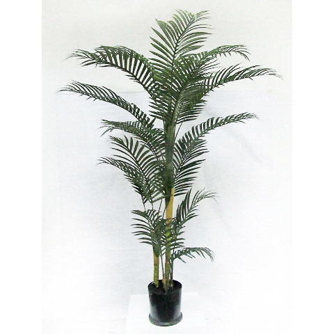 6 Foot Areca Palm Tree in Plastic Pot