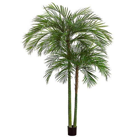 9.8 Foot Areca Palm Tree x2 with 1692 Leaves in Plastic Pot - Amazing ...