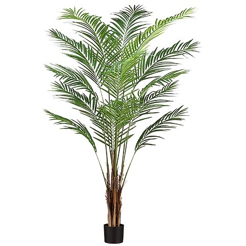 6 Foot Areca Palm Tree x15 With 567 Leaves in Plastic Pot