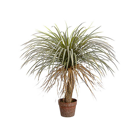 31 Inch Desert Palm Tree in Pot