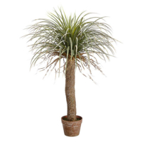 38 Inch Desert Palm Tree in Pot