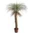 54 Inch Desert Palm Tree in Pot