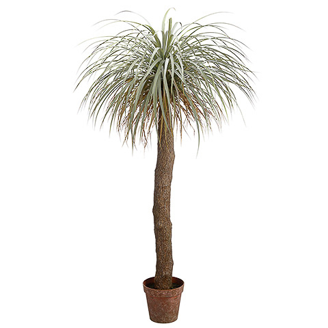 6 Foot Desert Palm Tree in Pot