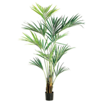 7.75 Foot Kentia Palm Tree in Pot