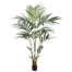 6 Foot Kentia Palm in Pot