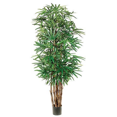 7.5 Foot Lady Palm Tree x7 with 1003 Leaves in Pot