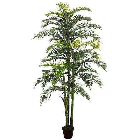 8.1 Foot Areca Palm x3 with 44 Leaves in Pot
