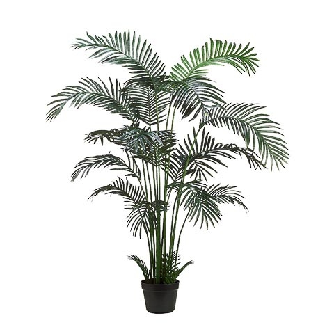 6 Foot Areca Palm Tree x18 in Plastic Pot