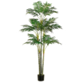 6 Foot Areca Palm Tree x26 in Plastic Pot