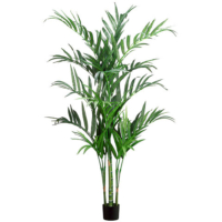 6 Foot Kentia Palm Tree in Pot