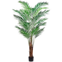 7 Foot Areca Palm Tree x19 With 739 Leaves in Plastic Pot
