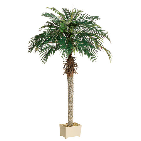 6' Phoenix Palm Tree in Rectangular Plastic Pot
