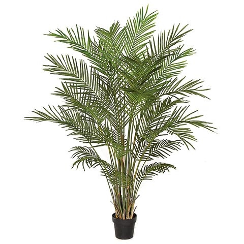 6 Foot Areca Palm Tree