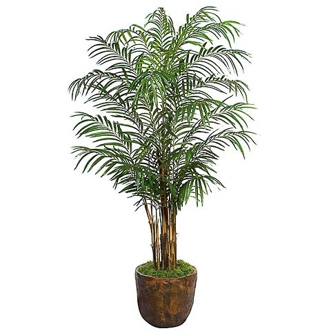 8 Foot Areca Palm Tree