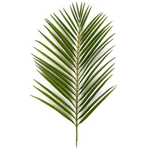 35 Inch Areca Palm Branch x 42 (Sold by the Dozen)