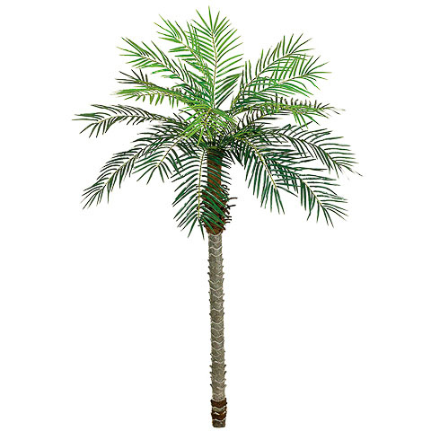 7 Foot Date Palm Tree x18 with 750 Leaves