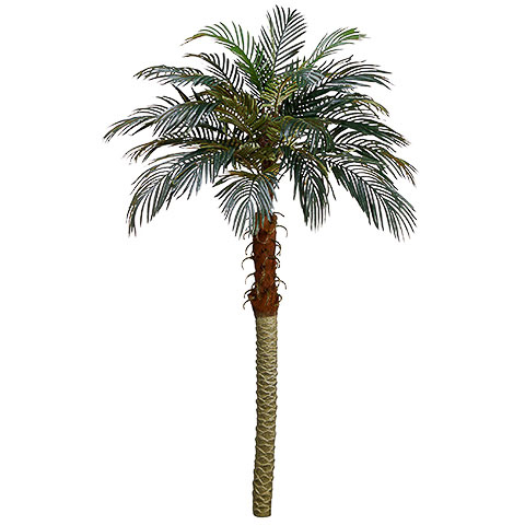 6' Phoenix Palm Tree