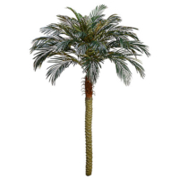 7' Phoenix Palm Tree