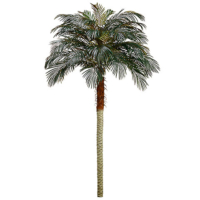 8' Phoenix Palm Tree