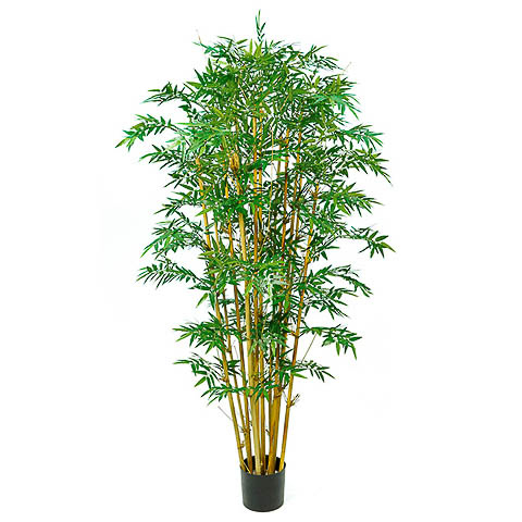 7 Foot Royal Bamboo Tree