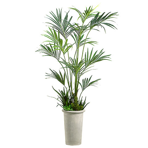 8.5 Foot Kentia Palm with Succulent in Fiber Cement Planter