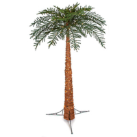 10 Foot Royal Palm Tree
