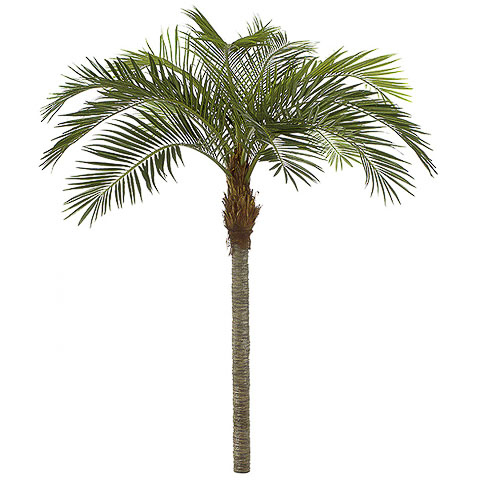 11 Foot Coconut Palm Tree with Metal Plate