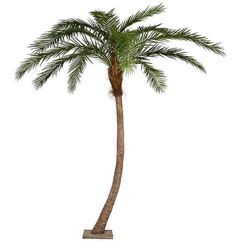 14 Foot Phoenix Palm Tree - Pipe Only - Base Not Included