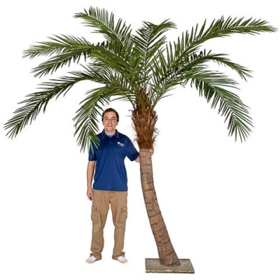 9.5 Foot Curved Phoenix Palm Tree with Steel Plated Base for Interior Use