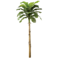 15 Foot Banana Palm Tree