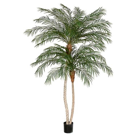 8.5 Foot Phoenix Palm Tree with Double Trunk