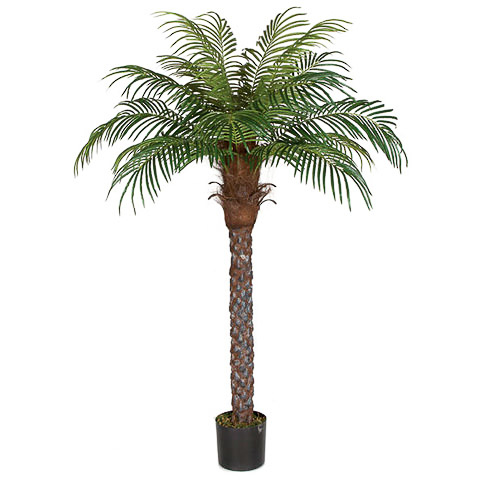 6 Foot Date Palm Tree