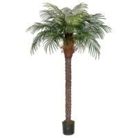 8 Foot Date Palm Tree