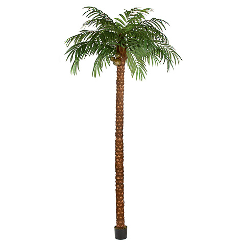 15 Foot Coconut Palm Tree